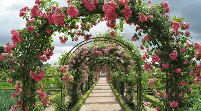 Сад из роз фото фотографии