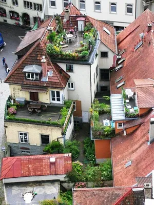 Сад на крыше дома - заказать | Деревья на крышах домов