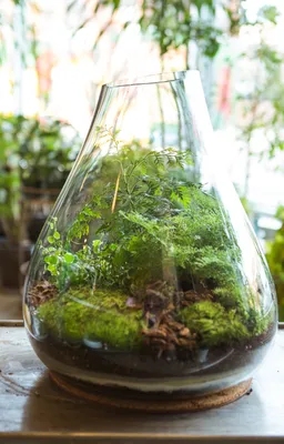 Как создать «сад в бутылке»: 6 практических шагов — brechkodesign