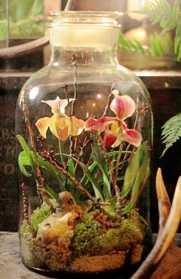 Как сделать сад в бутылке своими руками | Цветы в квартире и на даче – от  Радзевской Виктории | Дзен