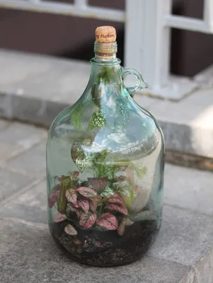 Сад в бутылке, мох, растения, …» — создано в Шедевруме