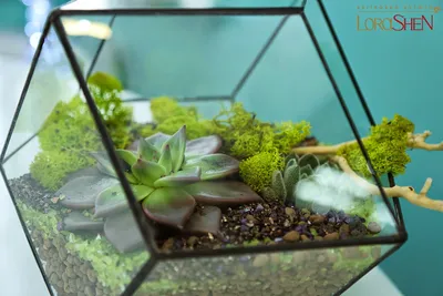 Блог LoraShen: Сад в бутылке: Флорариум, как кусочек живой природы в Вашем  доме!