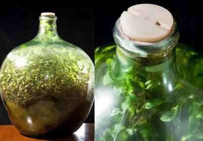 Флорариум: сад в бутылке - БИТ КИДС