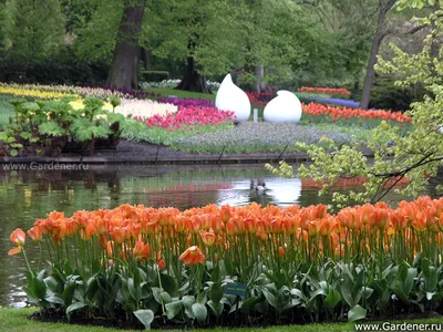 Сады голландии фото фотографии