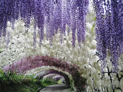 Парки и сады Японии в фотографиях.