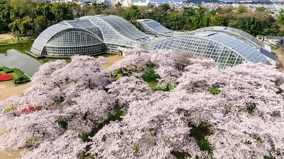 Три знаменитых сада Японии