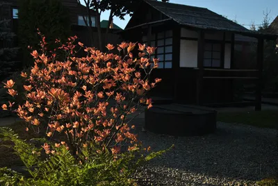 Экскурсия по Киото «Сады и Храмы Юнеско» (из Киото/Осака) купить по низкой  цене | Туроператор Wasabi Tour