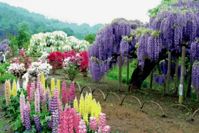 Глицинии Асакага. Лучшие сады Японии.«Ashikaga Flower Park»(1часть) -  YouTube