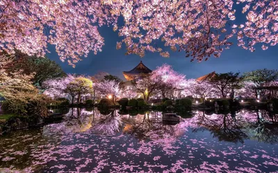 Сады Японии: чем они отличаются от европейских | Юлия Энхель| Из Японии с  любовью | Дзен