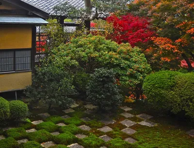 10 традиционных растений для японского сада | Дизайн участка (Огород.ru)