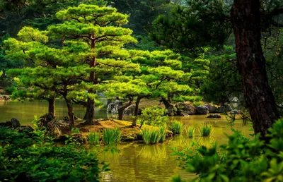 Сад храма Тэнрюдзи в Киото | Ландшафтная архитектура и зеленое  строительство | Totalarch
