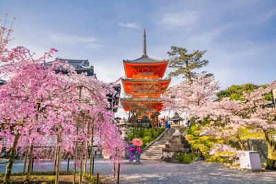 сад в японии со скалами и деревьями под голубым небом, Киото, пруд, Япония  фон картинки и Фото для бесплатной загрузки
