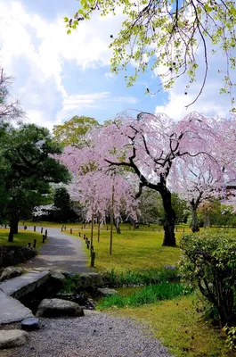 Фотография Киото Япония Karesansui Природа Сады Камень 2560x1660