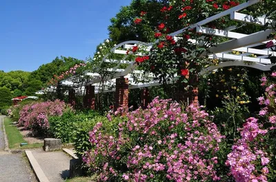Сады Гинкаку-Дзи Киото Япония - Бесплатное фото на Pixabay - Pixabay