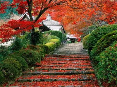 Обои Сад Хигасияма (Киото, Япония) Природа Парк, обои для рабочего стола,  фотографии сад, хигасияма, киото, Япония, природа, парк, деревья, пруд,  пагода Обои для рабочего стола, скачать обои картинки заставки на рабочий  стол.