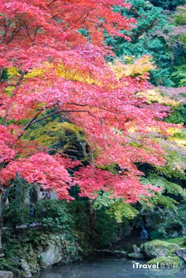 Экскурсия Сады Киото - Киото (Япония) от туроператора Квинта-тур