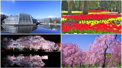 Одним из самых красивых парков на планете считается Ботанический сад в Киото,  который называют «4 времени года».» — Яндекс Кью