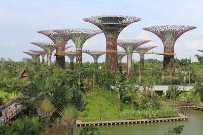 Сады у залива сингапур фото фотографии