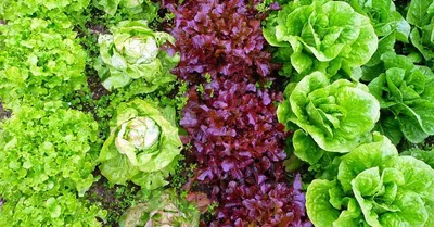 Свежий салат на грядке. Stock Photo | Adobe Stock