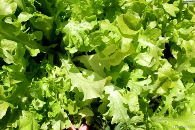 Салат Витаминная грядка смесь сортов листовых салатов семена