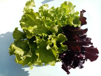 9 лучших овощных салатов, которые стоит посеять уже в этом сезоне.  Описание, сорта, фото — Ботаничка
