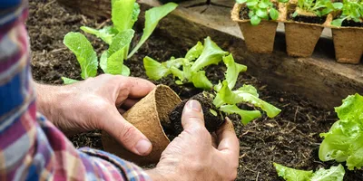 Как сеять салат - 3 проверенных способа для разных ситуаций | На грядке  (Огород.ru)