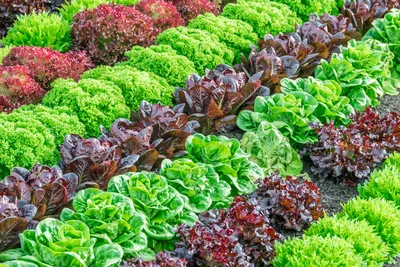 Зеленый салат на грядке Stock Photo | Adobe Stock