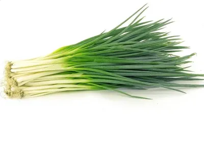 Купить зеленый лук оптом: цены в Москве, свежий лук перо: поставки с  продуктовой базы «Фуд-Фреш»