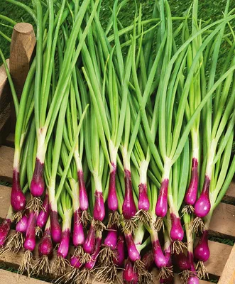 Лук валлийский Entita - 100 грамм - профессиональные семена для всех; пучок  лука, длинный зеленый лук, японский лук - – Garden Seeds Market |  Бесплатная доставка