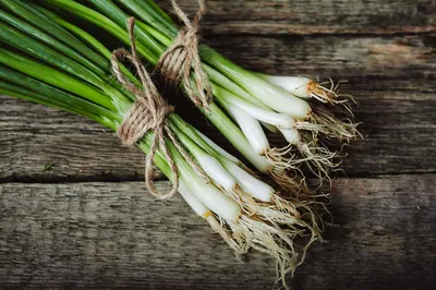 Как выращивать зеленый лук | Садоводы.ру | Дзен
