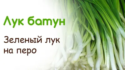 Правда ли зеленый лук так полезен, как об этом говорят — читать на  Gastronom.ru
