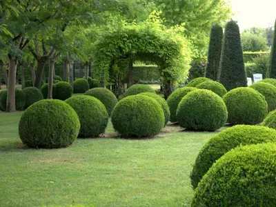 Самшит вечнозеленый - «Сады и Парки»