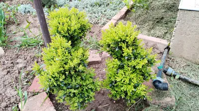 Вечнозеленый самшит: преимущества, посадка и уход - полезные статьи о  садоводстве от Agro-Market