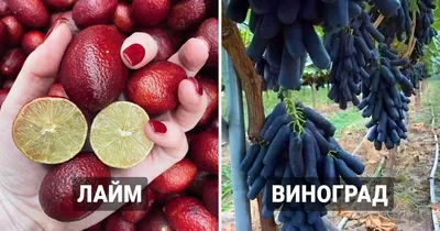 Какие фрукты и овощи нужно есть осенью - 18 сентября 2022 - chita.ru