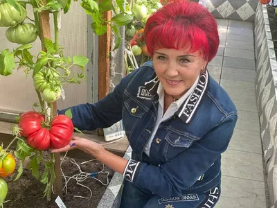 В Минусинске показали самый огромный помидор за всю историю - KP.RU