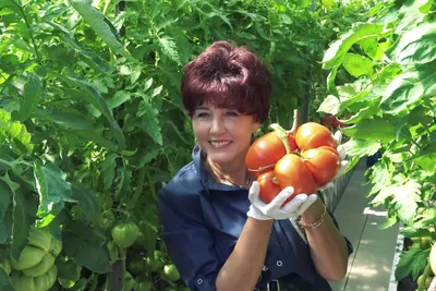 Самый большой в России помидор вырастили в Красноярском крае - Газета.Ru |  Новости