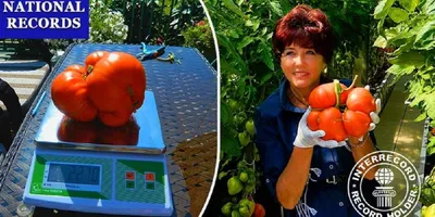 Самый большой помидор в мире фото фотографии