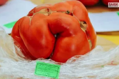 Самый большой помидор в России вырос в Красноярском крае | Crispy  News/Криспи Ньюс