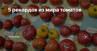 Как вырастить самые большие помидоры: секреты от агроблогера Натальи  Щербининой. Помидоры по два килограмма. Урожай помидоров - 11 сентября 2021  - НГС