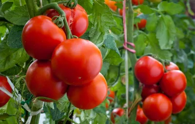 Огородник делится опытом выращивания томатов
