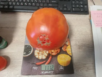 FruitNews - Обзор мирового рынка томатов