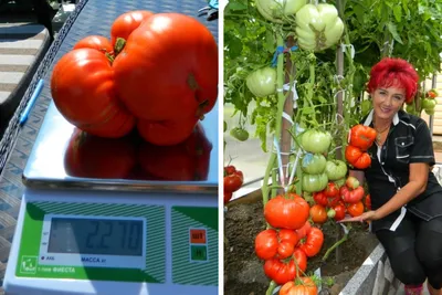 В Красноярском крае вырастили самый большой помидор в России - 7 сентября  2021 - НГС24