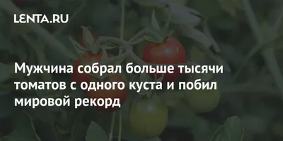 Фестиваль «Ивьевский помидор 2023». Сколько весит самый большой помидор?