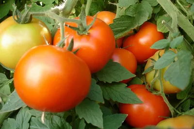 Мужчина собрал больше тысячи томатов с одного куста и побил мировой рекорд:  Люди: Из жизни: Lenta.ru