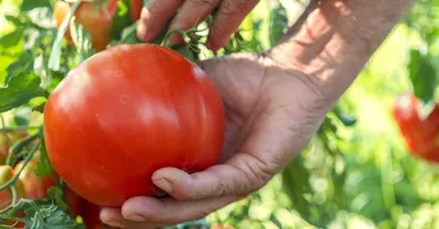 Где вырастили самый крупный помидор 2022 года - итоги конкурса 9 сентября  2022 г. › Статьи › 47новостей из Ленинградской области