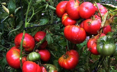 Синьор помидор. Как вырастить самый полезный томат | Правильное питание |  Здоровье | Аргументы и Факты