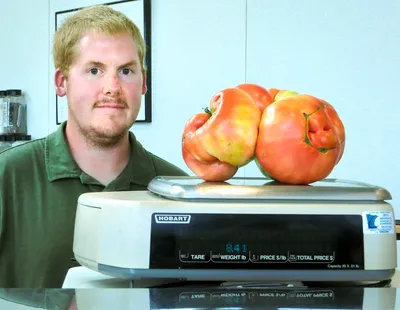 Самый огромный помидор в мире