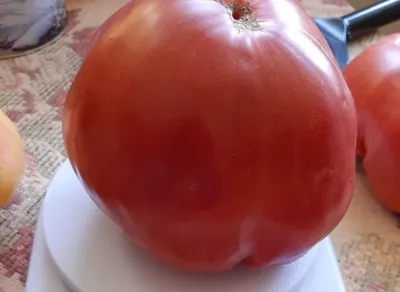 Сладкий помидор - самый популярный овощ в мире!» — создано в Шедевруме