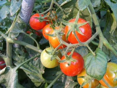 Житель Ленинградской выращивает помидоры весом почти 700 г | 17.08.2023 |  Ленинградская - БезФормата