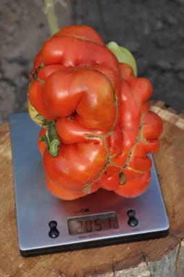 Где вырастили самый крупный помидор 2022 года - итоги конкурса 9 сентября  2022 г. › Статьи › 47новостей из Ленинградской области